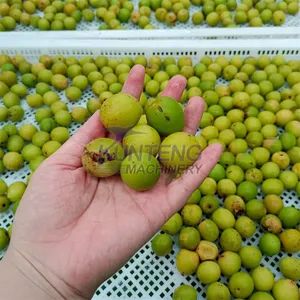 Air Blower Dryer Machine to Dry Fruits and Vegetables Dried Veggies Guava Betel Shea Nut Longan Drying Machine EPC thumbnail-2