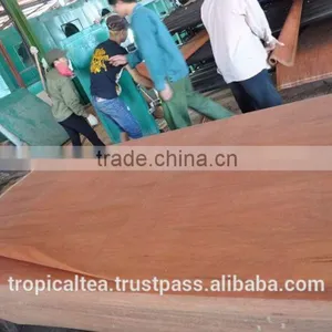Keruing Face Veneer Rotary to India 100 % Grade C thumbnail-3