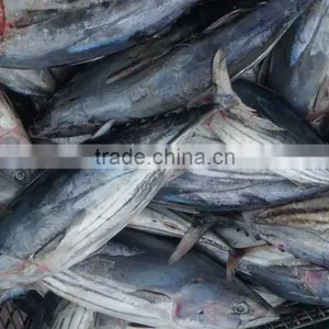 Whole Round Skipjack Tuna Fish 3.4Kgs up Per Piece thumbnail-1