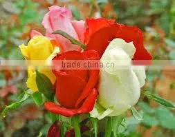 Cut Roses Exporters in India/tajmahal Roses Suppliers thumbnail-1