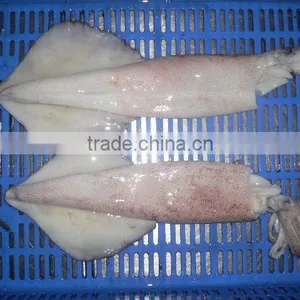 Frozen Squid Whole ( Loligo, Semi Needle, Needle) thumbnail-1