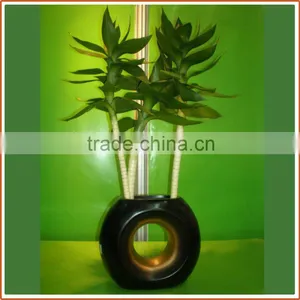 40cm Lotus Lucky Bamboo Air Bonsai Tree Dracaena Sanderiana Indoor Water Aquatic Feng Shui Plants Nursery Garden Decoration thumbnail-1