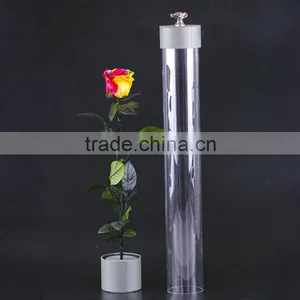 2016 Yiwu Aimee Wholesale Fresh Colorful Preserved Flower(AM-PF08) thumbnail-3