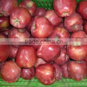 2015 Crop Fresh Red Delicious Apple thumbnail-2