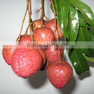 Chinese Fresh Lychee thumbnail-1
