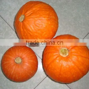 2011 Fresh Big Pumpkin thumbnail-1