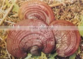 High Quality Natural Ganoderma Lucidum Spore Extract thumbnail-5