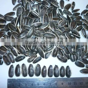 Chinese Sunflower Seeds in Shell 5009, 5135, 20/64,22/64,24/64 thumbnail-1