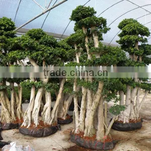 Ficus Microcarpa,multistems thumbnail-1