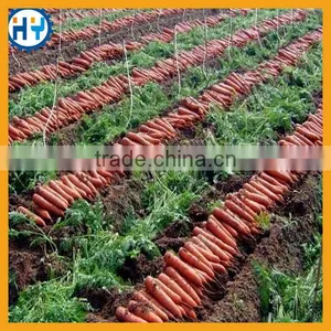 Factory Price Manual Carrot Planter thumbnail-6