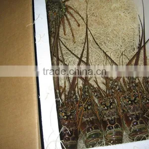 Spiny Lobster thumbnail-3