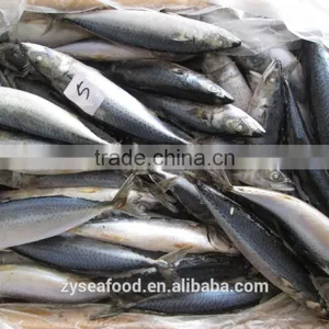 For Importers Sea Frozen Good Pacific Mackerel for Selling thumbnail-2