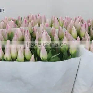 TULIP SINFONIE thumbnail-1