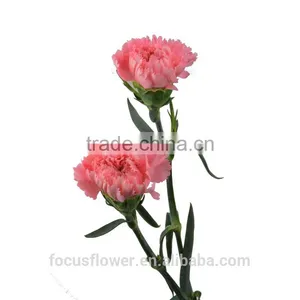 Perennial Flowering Plant Carnation Cut Flower Prices to Workmates thumbnail-3