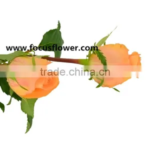 Promotional Handmade Porcelain Flowers Fresh Cut Tube Flower Queen's Day Rose for Decoration From Yunnan thumbnail-3