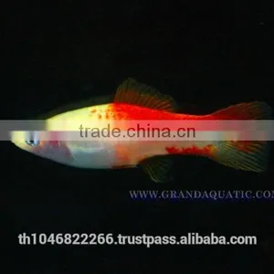 Swordtail Fish / Live Ornamental Fish thumbnail-1