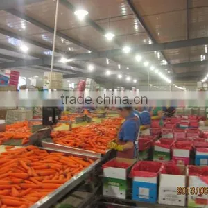 200g-250g Bulk Vegetables/fresh Sweet Carrot thumbnail-6