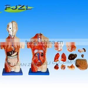 42CM Human Male Torso 13 Parts Model thumbnail-1