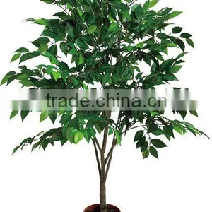 Simulation Banyan Tree thumbnail-1
