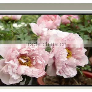 4:3 Format and Electric Style Motorized Screen Electric Window Screens thumbnail-3