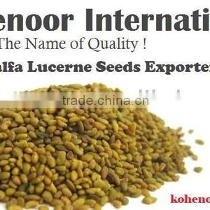 ALFALFA SEEDS BEST PRICE READY SHIPSTOCK thumbnail-1
