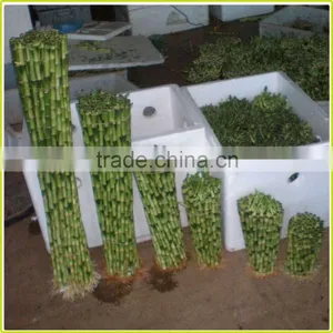 DRACAENA SANDERIANA 10cm-80cm Straight Lucky Bamboo Bonsai Hot Sale in USA Market Indoor Ornamental Water Aquatic Plants thumbnail-1