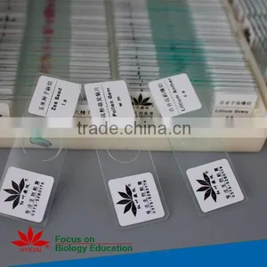 Botony Slides Individual Microscope Prepared Slide thumbnail-3