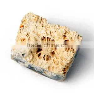 Fossil Specimens, Indonesia Coral Fossil thumbnail-1