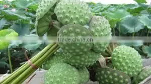 HKVIMEX'S Dried Lotus Seeds High Quality thumbnail-1