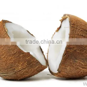 Matured Coconuts thumbnail-6
