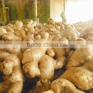 Ginger thumbnail-2