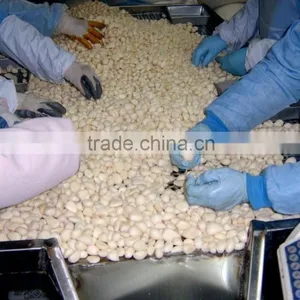 Good Qaulity IQF Peeled Garlic thumbnail-2