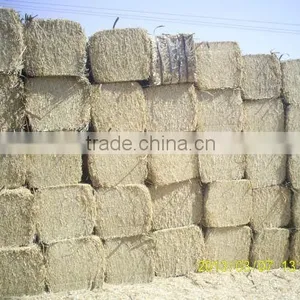Animal Filler Straw Hay, Wheat Straw Hay, Wheat Hay Bale, Straw Hay Bale, Wheat Straw thumbnail-1