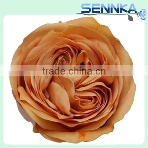 Valentine's Day Gifts Wholesale Preserved Roses Flower Austin Rose With Red,yellow,white,reen Color thumbnail-5