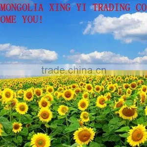 Best Prices for Sun Flower Seeds 5009 for Export thumbnail-2