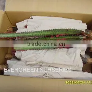Euphorbia Trigona 'Rubra' thumbnail-1