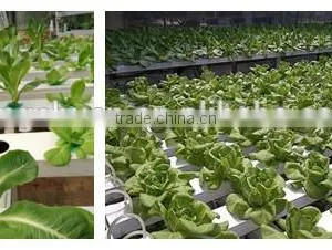 Good Soil Aeration Soil Drainage Mediums Bulk Expansion Perlite thumbnail-3