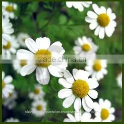 Chamomile Roman Oil thumbnail-1