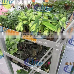 141 Steel for Display Flower Trolley,Steel for Pot Plant Trolley ,Steel for The CC Euro Trolley thumbnail-5