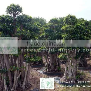 Ficus Microcarpa Big Layer Shape thumbnail-1