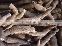 Best Quality of Fresh Cassava Tapioca From Vietnam thumbnail-1