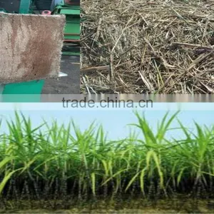 UNFERMENTED BAGASSE FOR ANIMAL FEED thumbnail-1