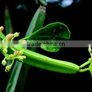 Highj Quality Cissus Quadrangularis Powder Sales thumbnail-1