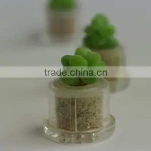 Miniplant "Blue Jade" Mini Succulent Plant With Mobile Phone Strap thumbnail-1