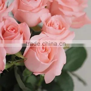 Fresh Rose High Quality Flower Single Rose For Sale thumbnail-4