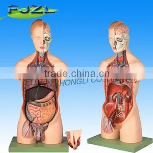 New Muscular Torso Dual-Sex Open Back Medical Anatomical Model thumbnail-1