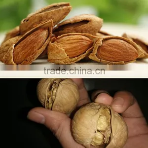 Hazel Pine Nuts Shell Removing Machine Price,macadamia Nut Tapping Machine on Sale thumbnail-6