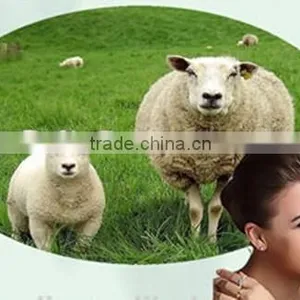 High Quality Pure Freeze-dried Sheep Placenta Extract thumbnail-1