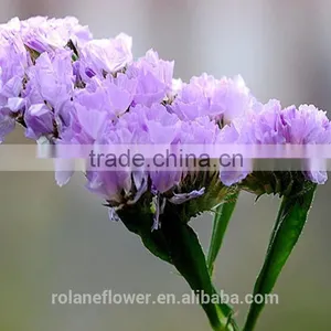 Fresh Cut Myosotis Sylvatica Flower to Delivery Everywhere thumbnail-2