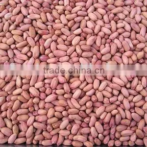 Peanut Kernel thumbnail-1